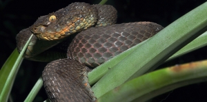 Serpientes venenosas en Colombia: biología, toxicología y utilidad biomédica