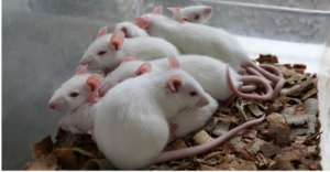 Curso de Inducción  a la Investigación en el Bioterio